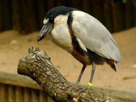 Фото Челноклюв