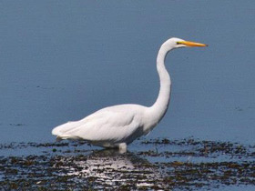Фото Большая белая цапля