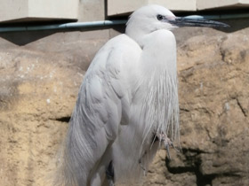 Фото Малая белая цапля