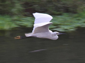 Фото Малая белая цапля
