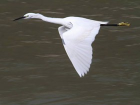 Фото Малая белая цапля