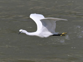 Фото Малая белая цапля