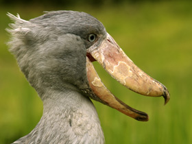 Фото Китоглав: башмак из башмаков