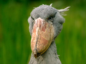 Фото Китоглав: башмак из башмаков