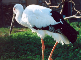 Фото Дальневосточный аист