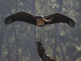 Фото Яванский марабу