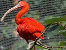 Фото Красный ибис