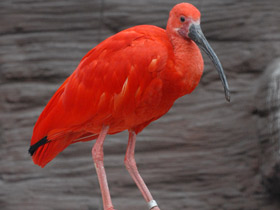 Фото Красный ибис