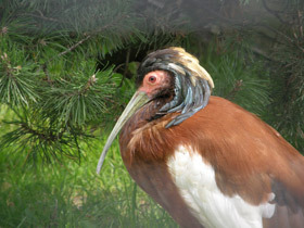 Фото Чубатый ибис