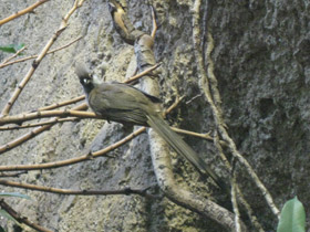 Смотреть фото Птицы-мыши Фото Птицы-мыши