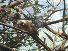 Смотреть фото Птицы-мыши Фото Птицы-мыши