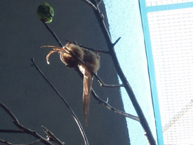 Смотреть фото Птицы-мыши Фото Птицы-мыши