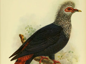 Смотреть фото Маврикийский синий голубь Фото Маврикийский синий голубь