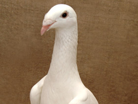 Домашние голуби