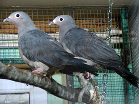 Смотреть фото Серый плодоядный голубь Фото Серый плодоядный голубь