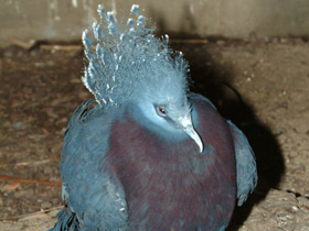 Фото Веероносный голубь