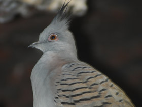 Смотреть фото Хохлатый бронзовокрылый голубь Фото Хохлатый бронзовокрылый голубь