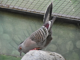 Смотреть фото Хохлатый бронзовокрылый голубь Фото Хохлатый бронзовокрылый голубь