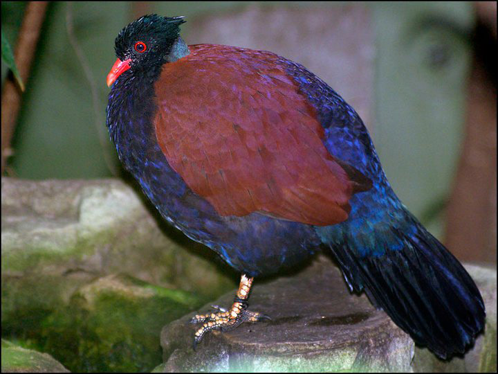 Смотреть фото Фазановый голубь Фото Фазановый голубь