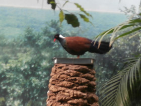 Смотреть фото Фазановый голубь Фото Фазановый голубь