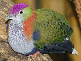 Фото Великолепный пёстрый голубь