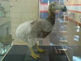 Смотреть фото Маврикийский дронт Фото Маврикийский дронт