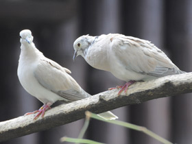 Кольчатая горлица