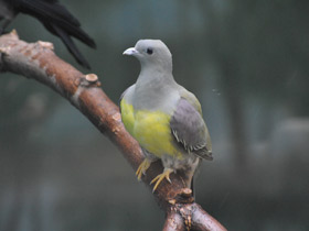 Фото Желтобрюхий плодовый голубь