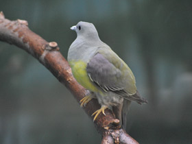 Фото Желтобрюхий плодовый голубь