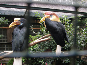 Смотреть фото Сулавесский калао Фото Сулавесский калао