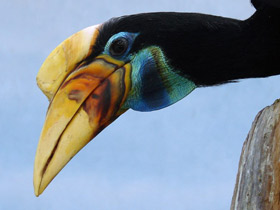 Смотреть фото Сулавесский калао Фото Сулавесский калао