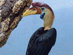 Смотреть фото Сулавесский калао Фото Сулавесский калао