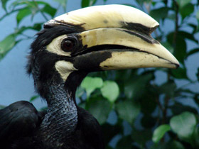 Азиатская птица-носорог