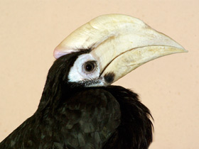 Смотреть фото Птицы-носороги: добровольно замурованные Фото Птицы-носороги: добровольно замурованные