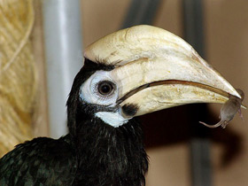 Смотреть фото Палаванская птица-носорог Фото Палаванская птица-носорог