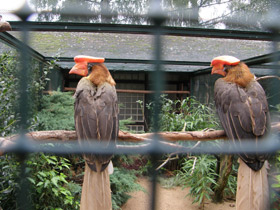 Фото Огненный гомрай