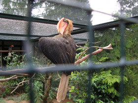 Фото Огненный гомрай