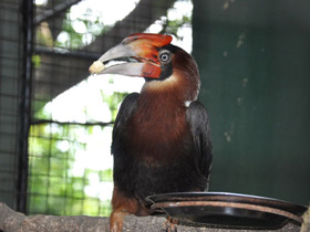 Фото Огненный гомрай