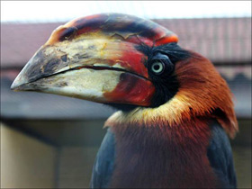 Фото Огненный гомрай