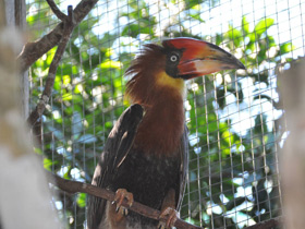 Фото Огненный гомрай