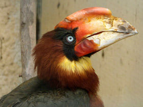 Фото Огненный гомрай