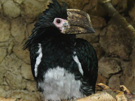 Калао-трубач