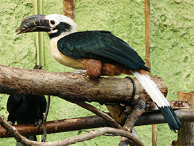 Фото Рыжехвостый калао-пенелопидес