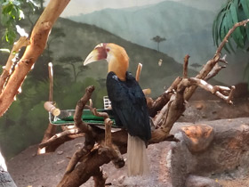 Смотреть фото Папуанский калао Фото Папуанский калао