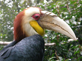 Волнистый калао