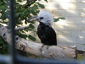 Смотреть фото Белохохлый калао Фото Белохохлый калао