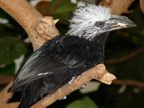 Смотреть фото Белохохлый калао Фото Белохохлый калао