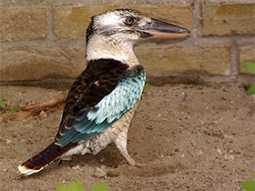 Фото Синекрылая кукабара