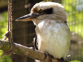 Смотреть фото Смеющаяся кукабара Фото Смеющаяся кукабара