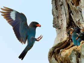 Восточный широкорот